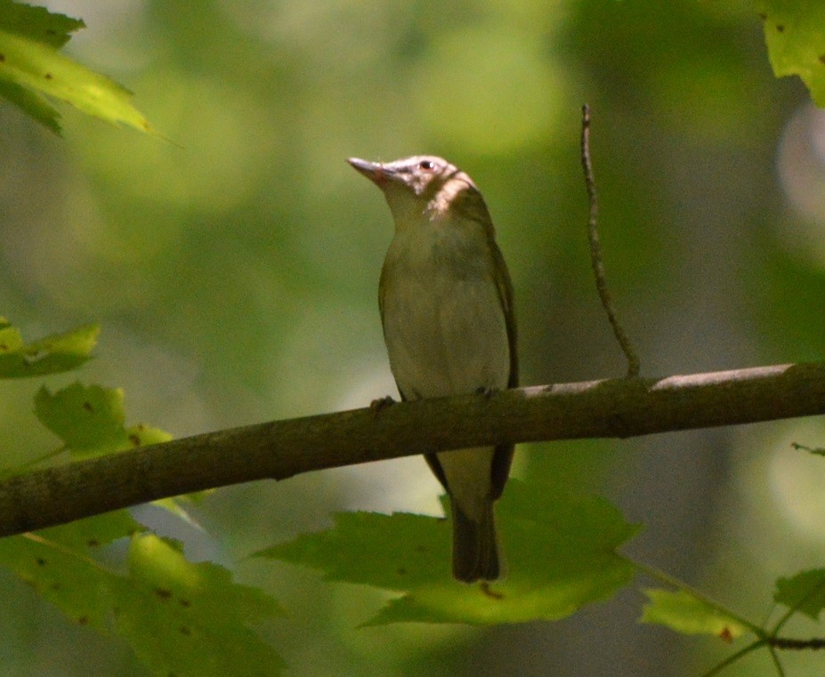 Vireo Ojirrojo - ML348873051