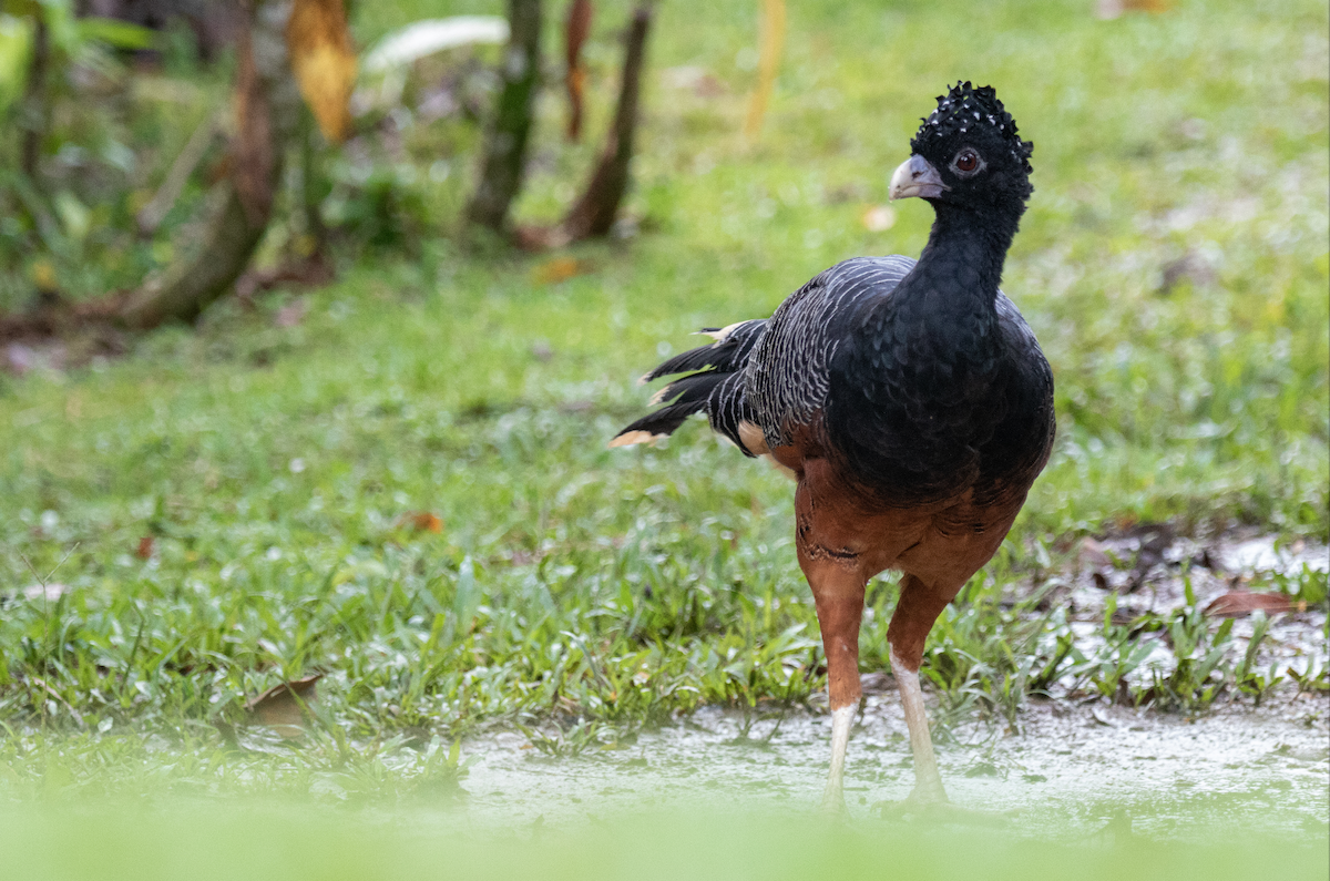 Blue-billed Curassow - Birds Colombia Experience