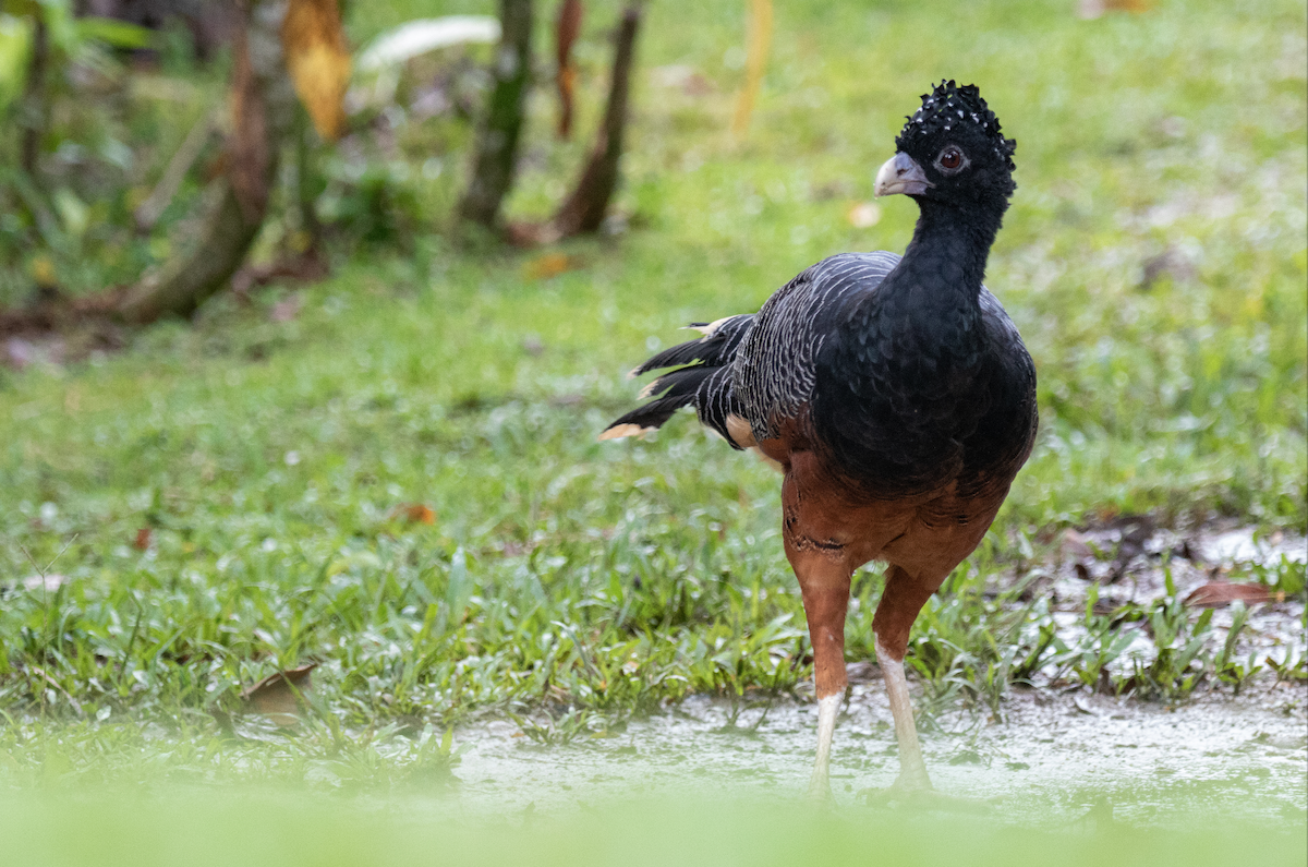 Blue-billed Curassow - ML348875301