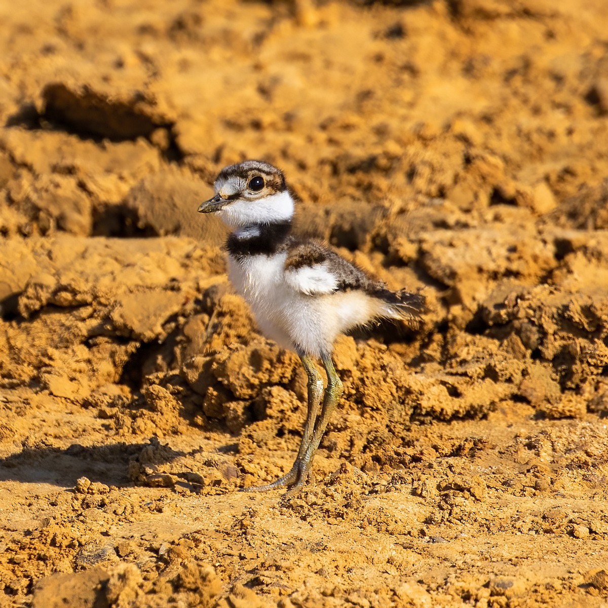 Killdeer - ML348875751