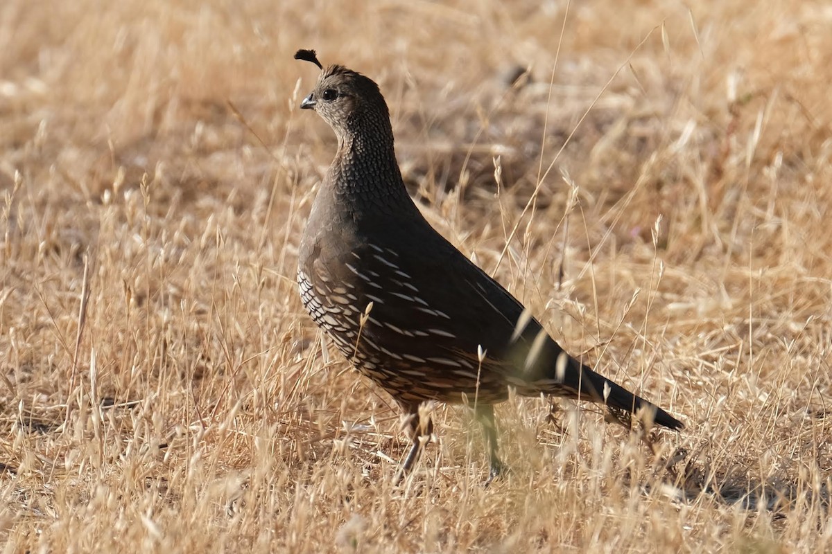 California Quail - ML348876291