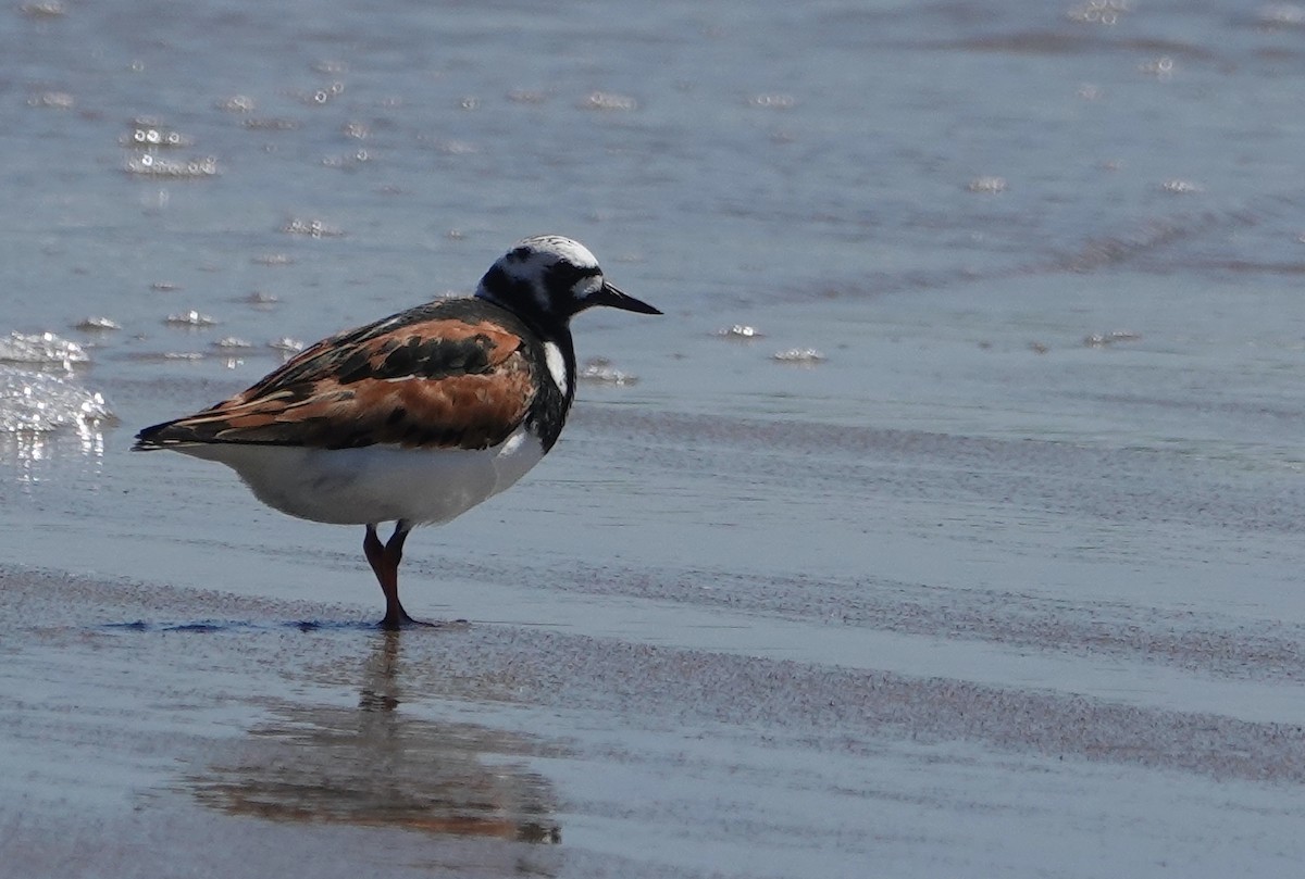 Ruddy Turnstone - ML348880471