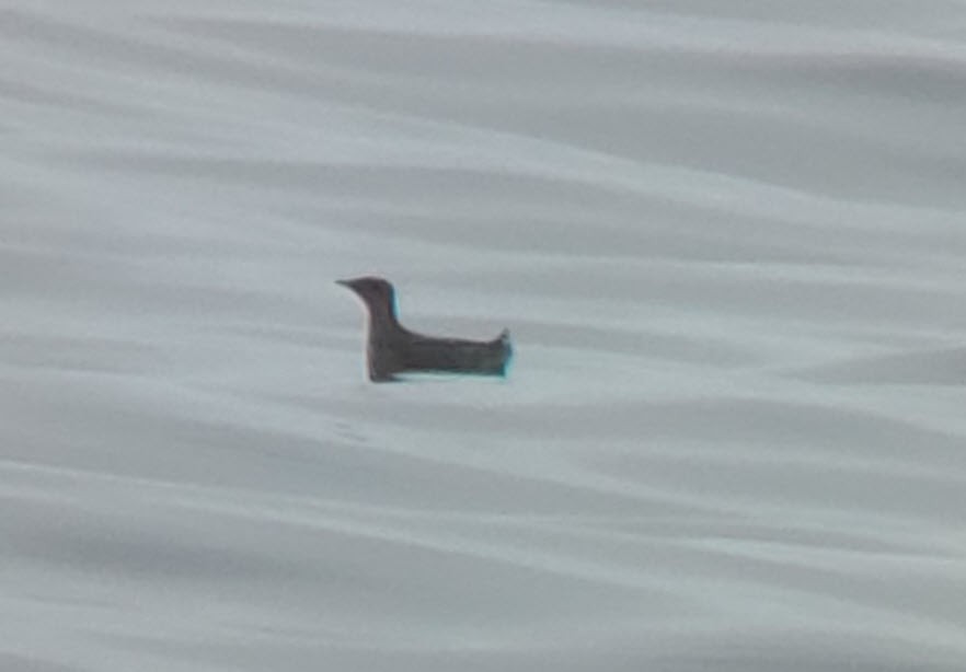 Marbled Murrelet - ML348880681