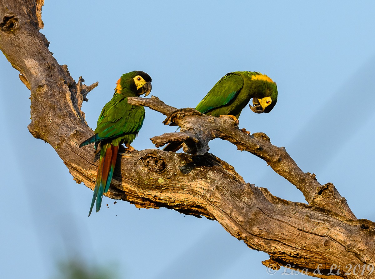Yellow-collared Macaw - Lisa & Li Li