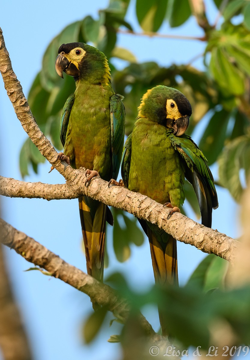 Yellow-collared Macaw - Lisa & Li Li