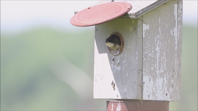 Tree Swallow - ML348883291