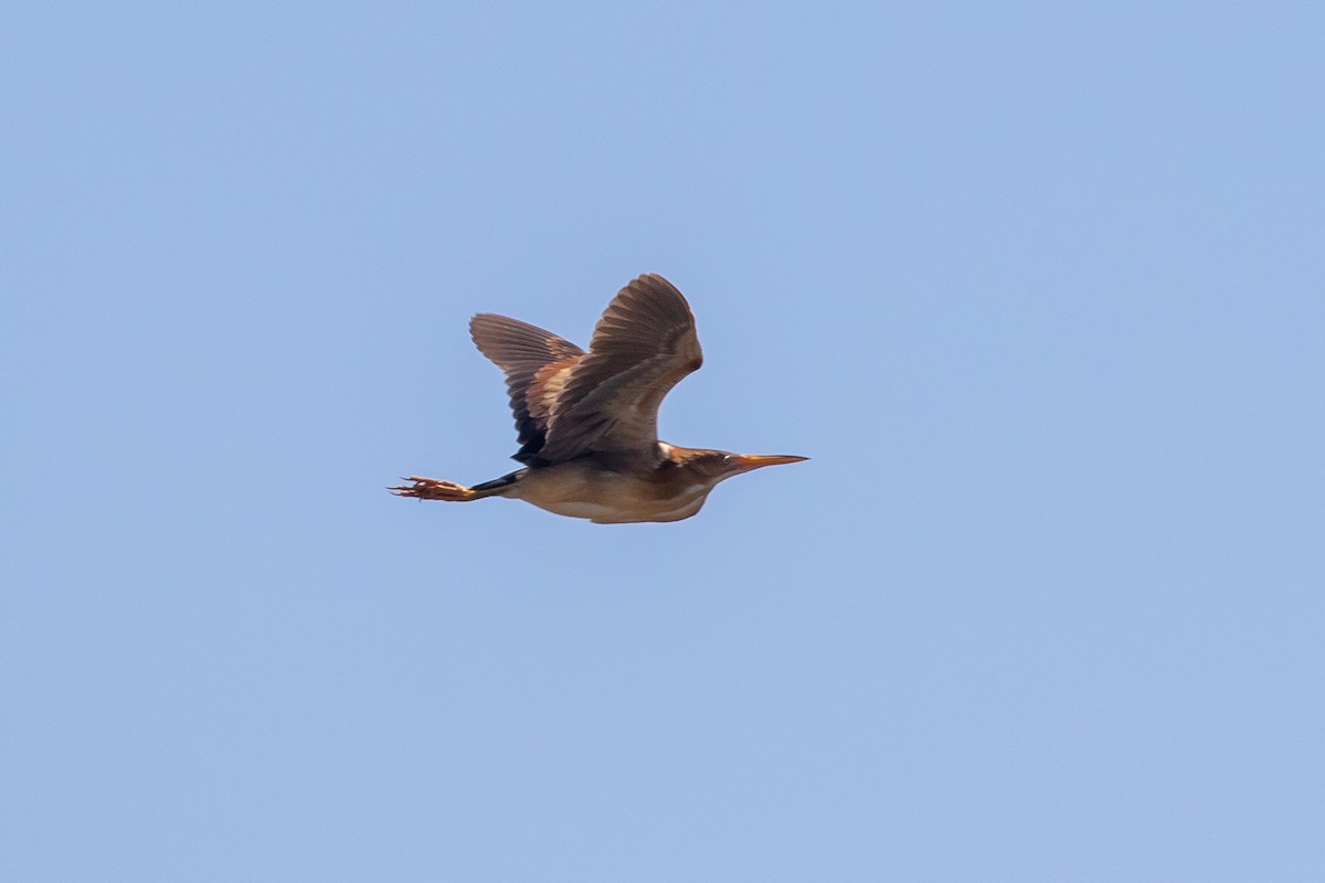 Least Bittern - ML348884211