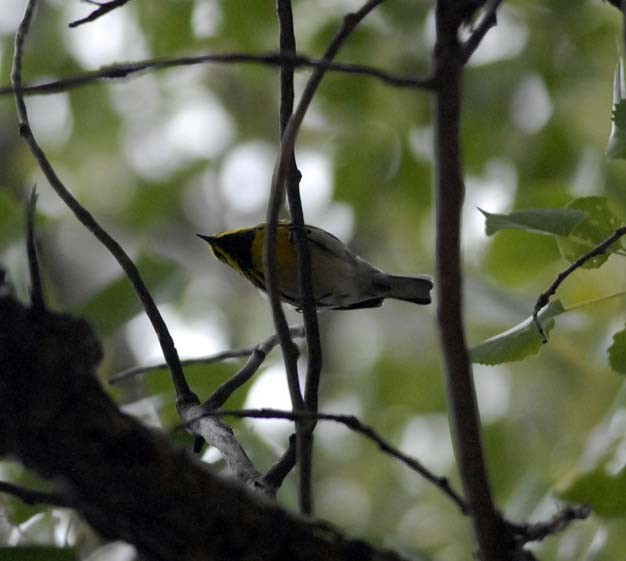 Townsend's Warbler - Mark Peterson