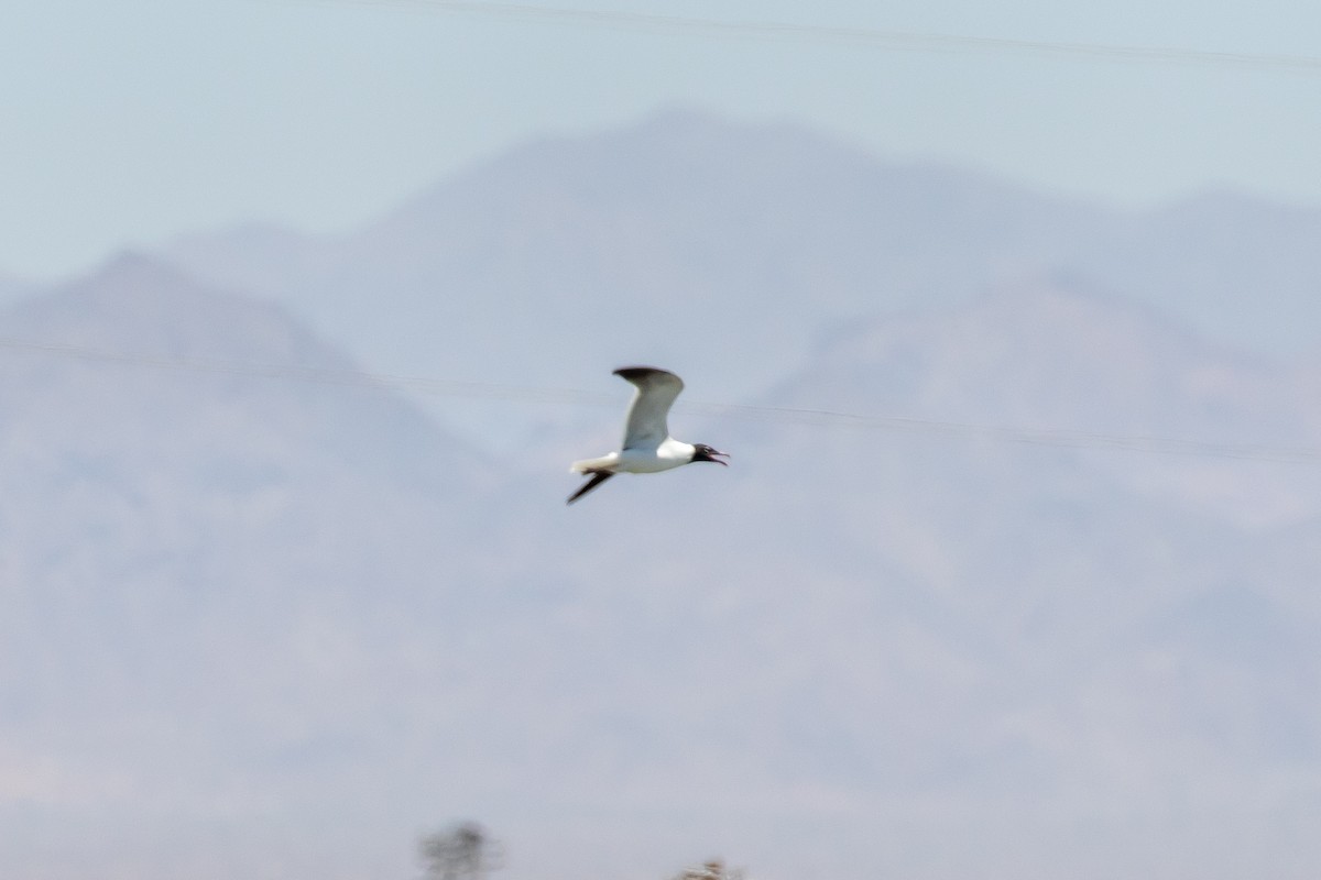 Laughing Gull - ML348887221