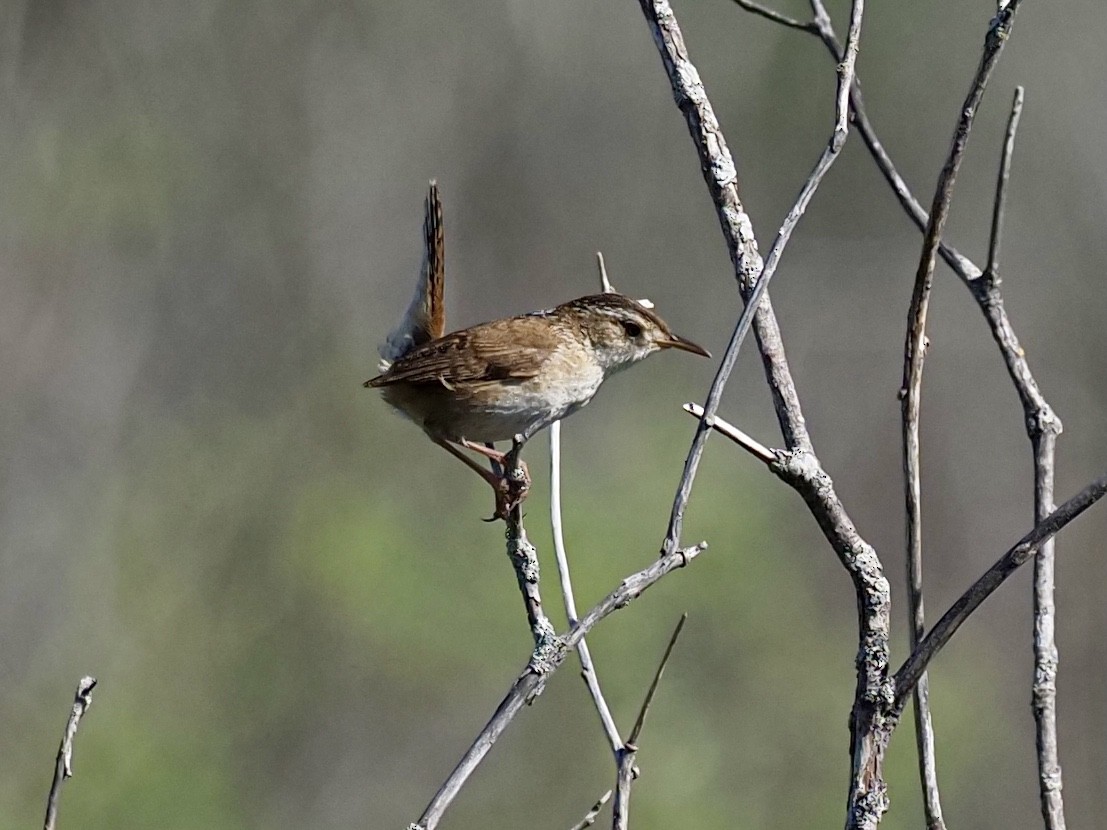 Marsh Wren - ML348887971