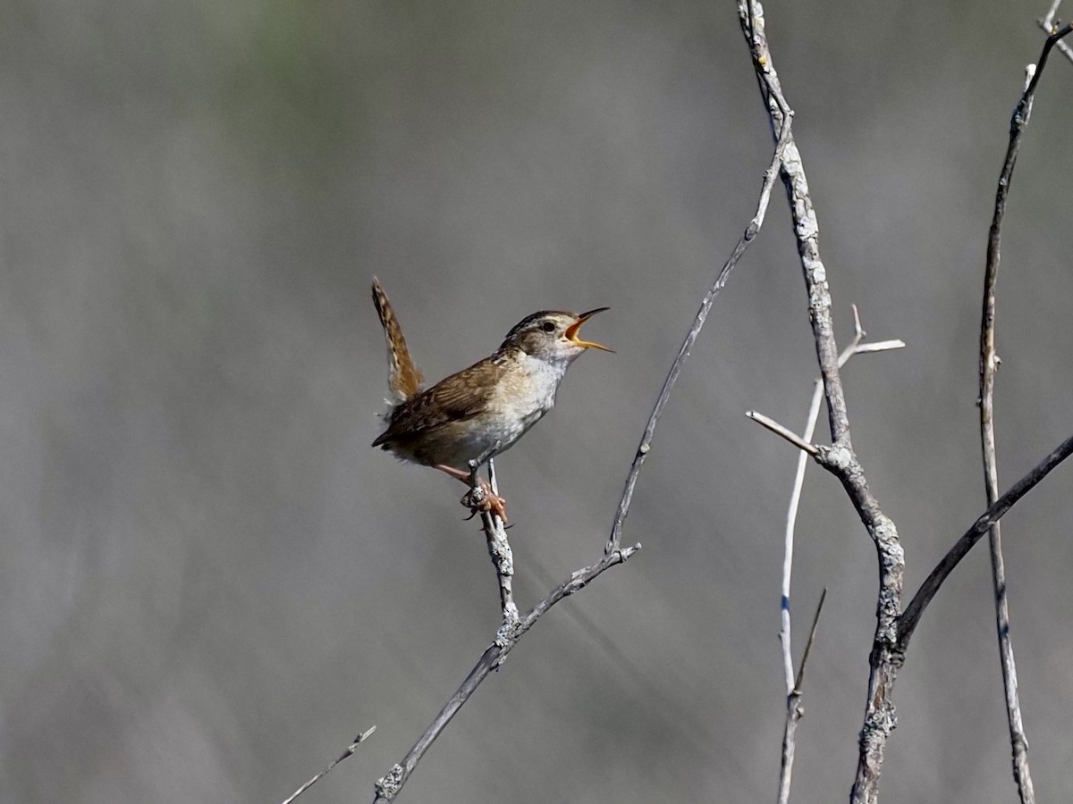 Marsh Wren - ML348887981