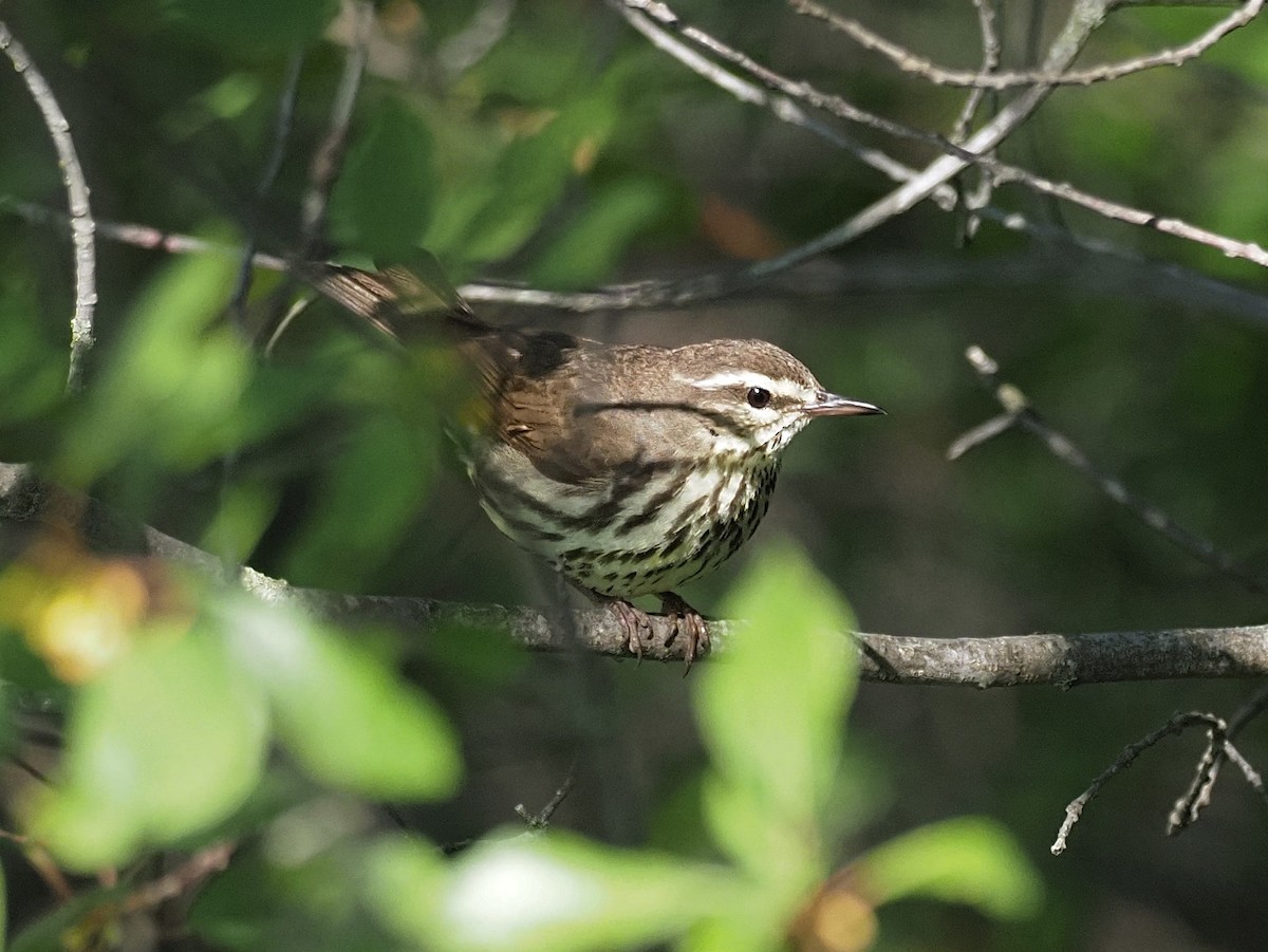 Northern Waterthrush - ML348888051