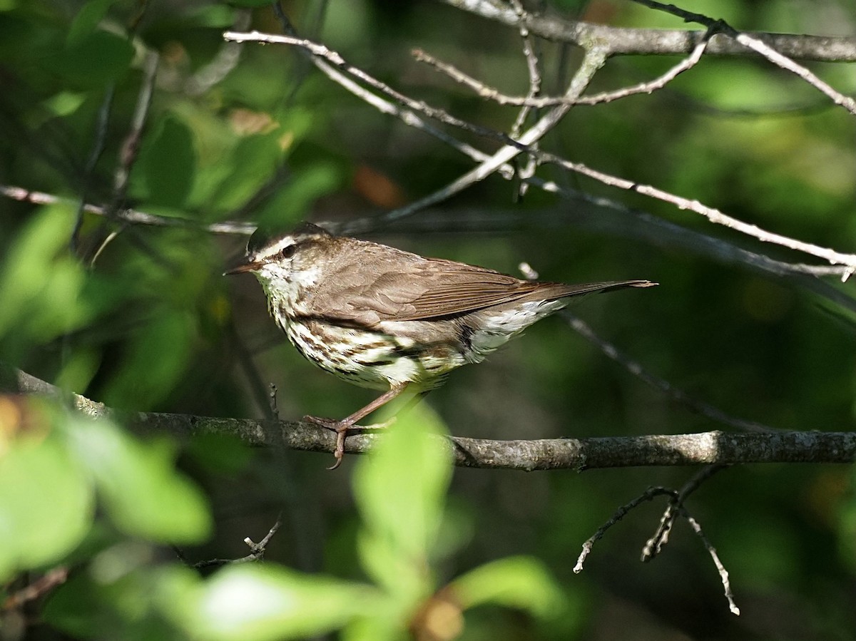 Northern Waterthrush - ML348888081