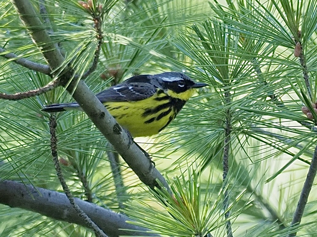 Magnolia Warbler - ML348888331