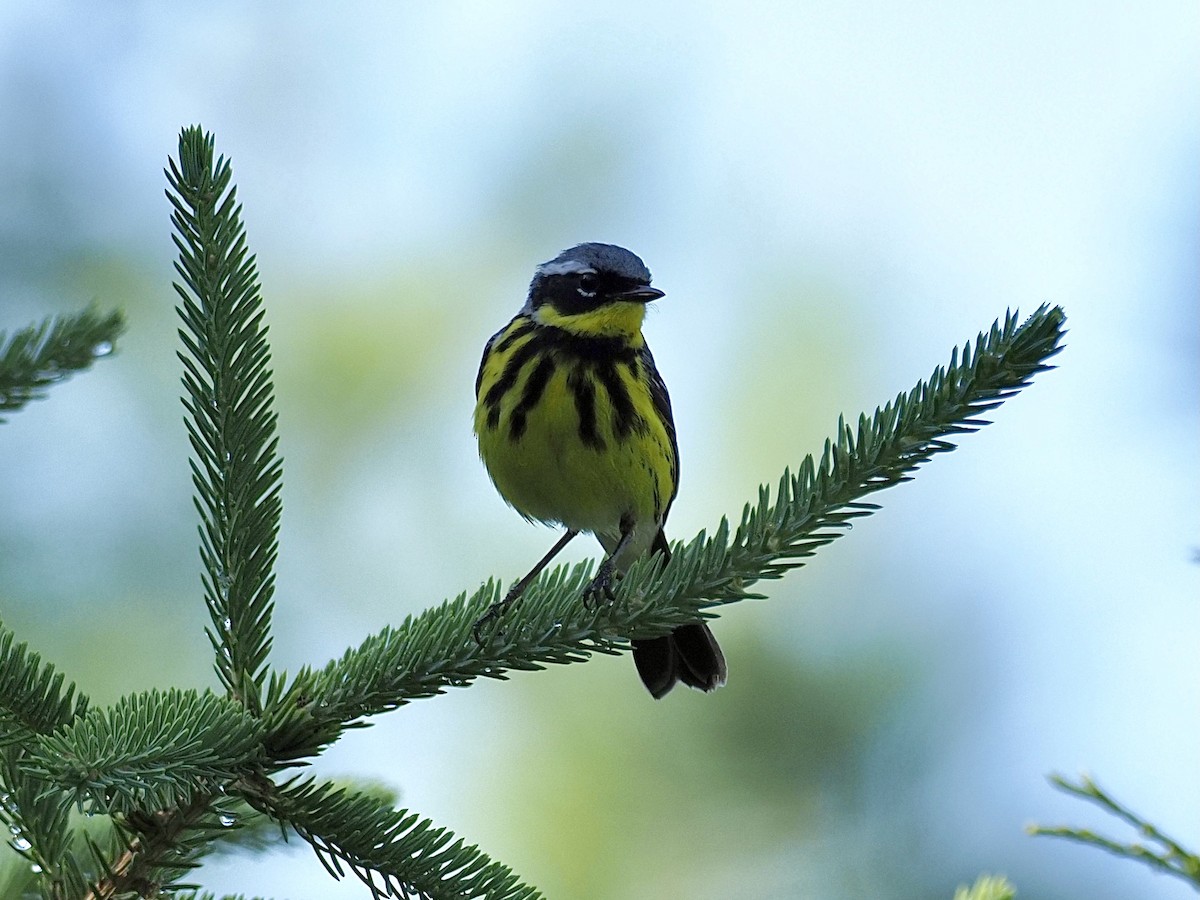 Magnolia Warbler - ML348888341