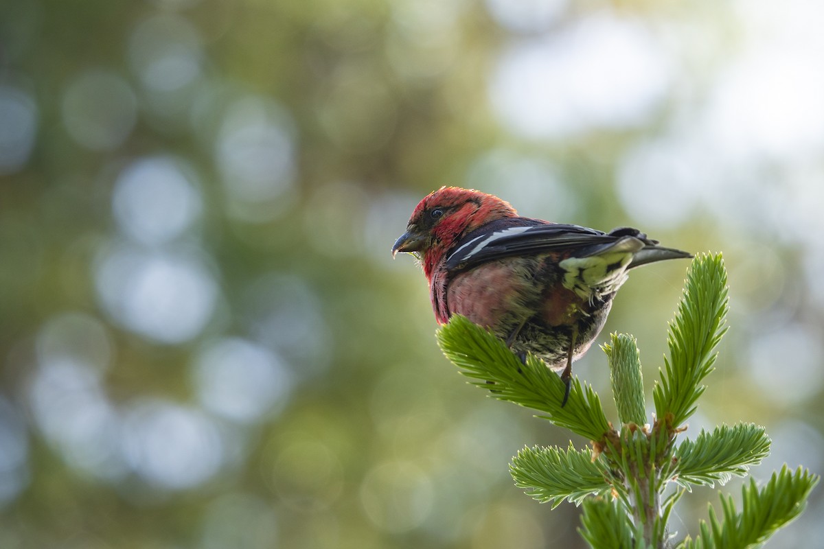 White-winged Crossbill - ML348888431