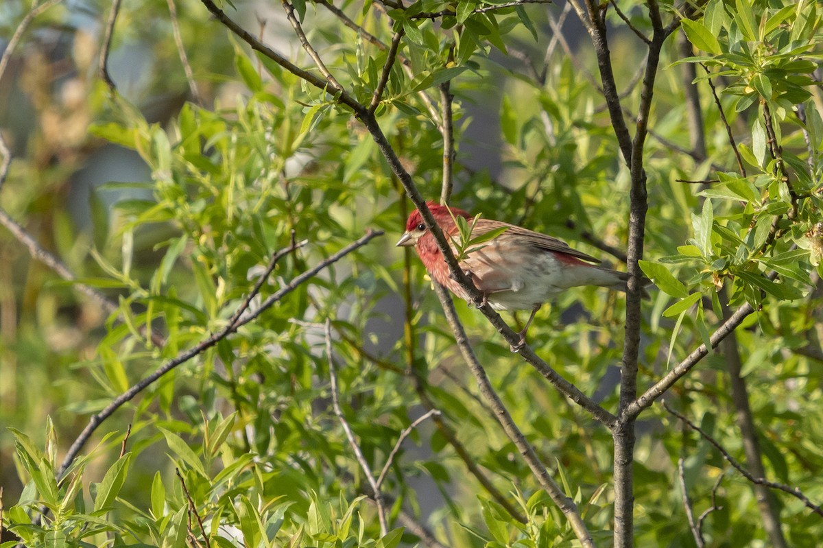 Purple Finch (Eastern) - ML348888451