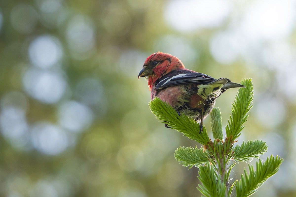 White-winged Crossbill - ML348888471