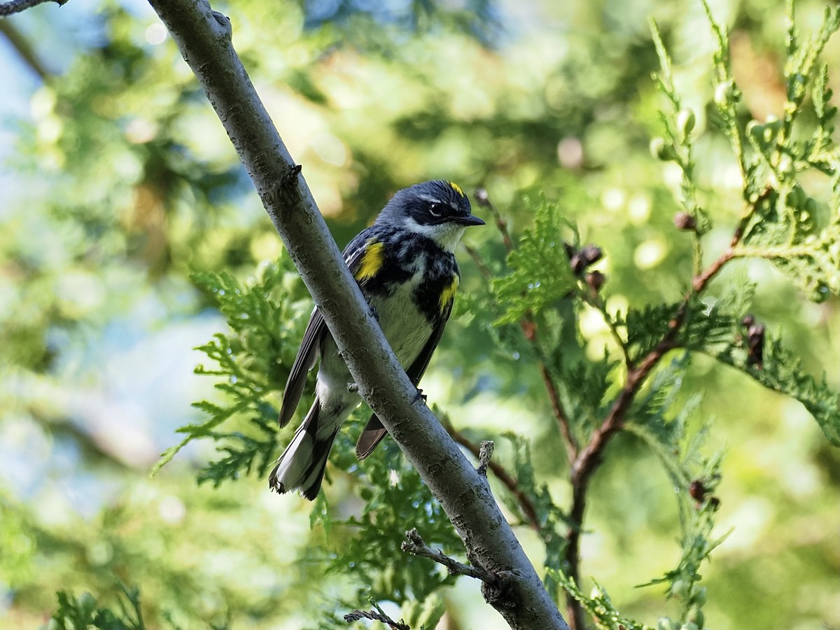 Yellow-rumped Warbler - ML348888611