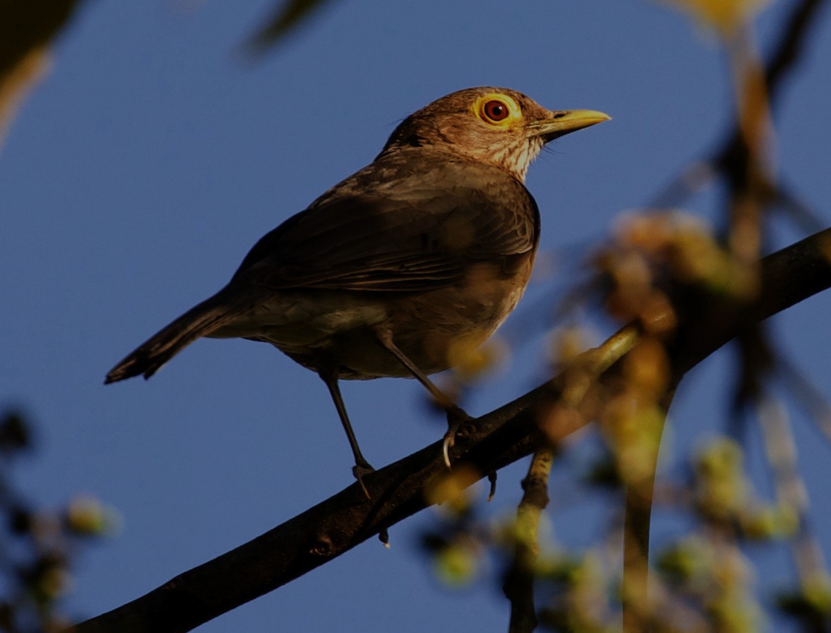 Spectacled Thrush - ML348890171