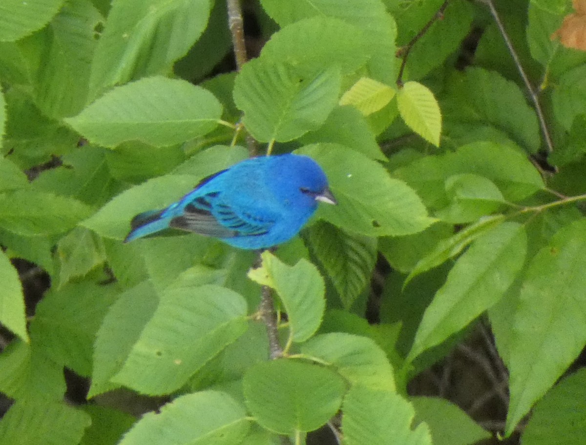Indigo Bunting - ML348890721