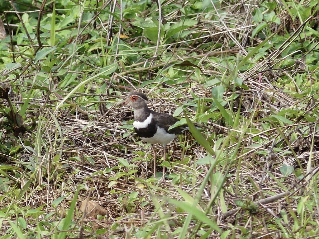 Forbes's Plover - ML348893001