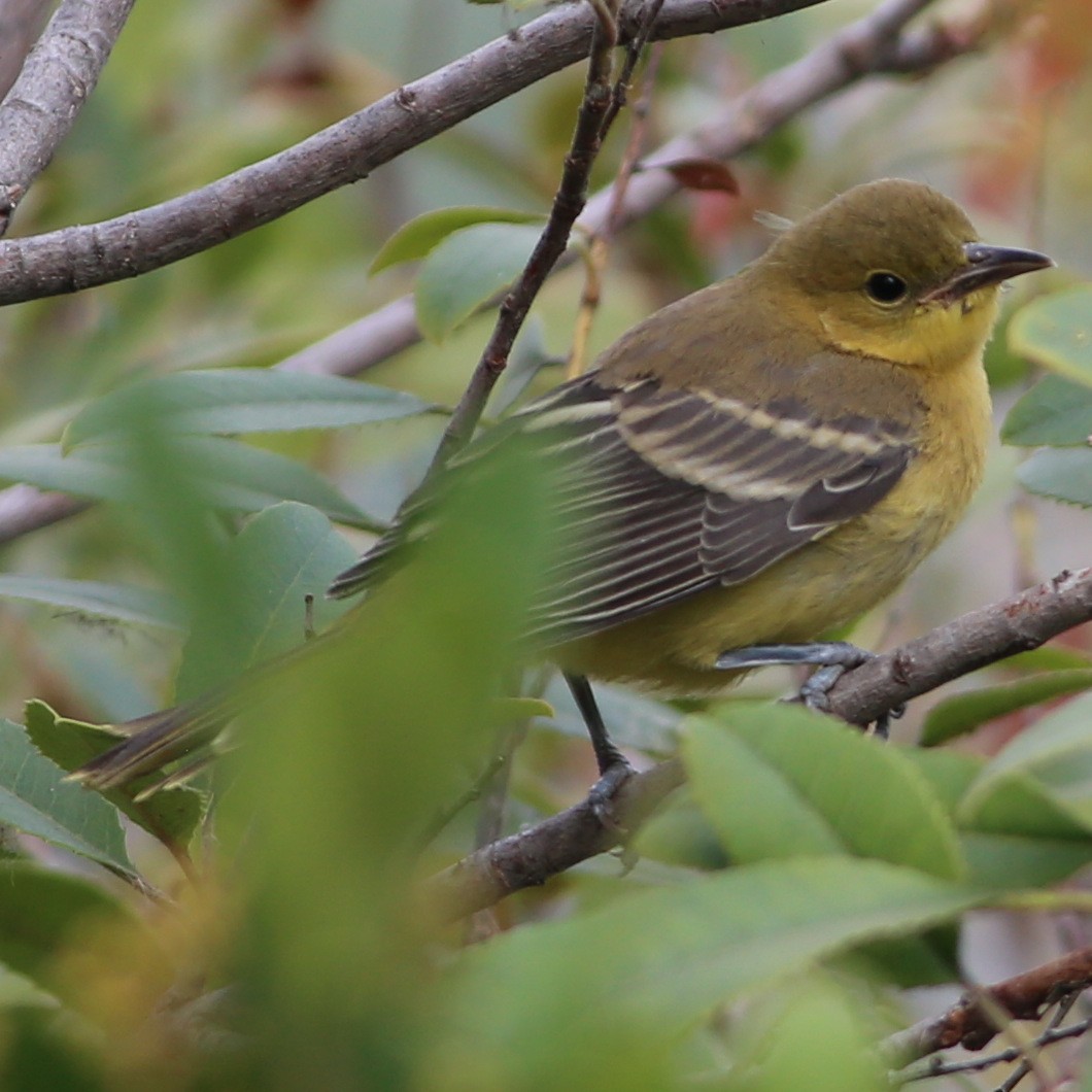 Hooded Oriole - ML34889421