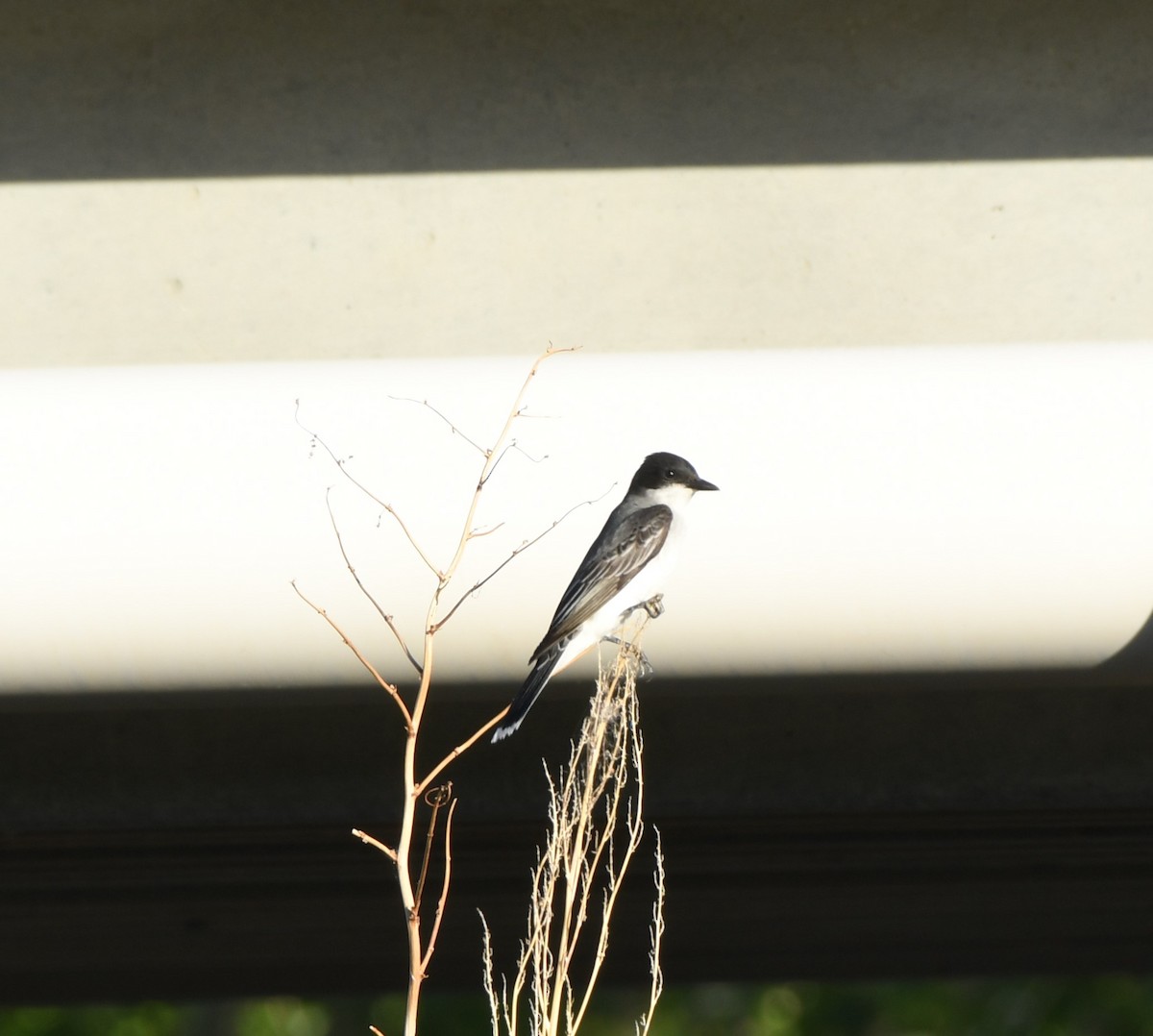 Eastern Kingbird - ML348894261