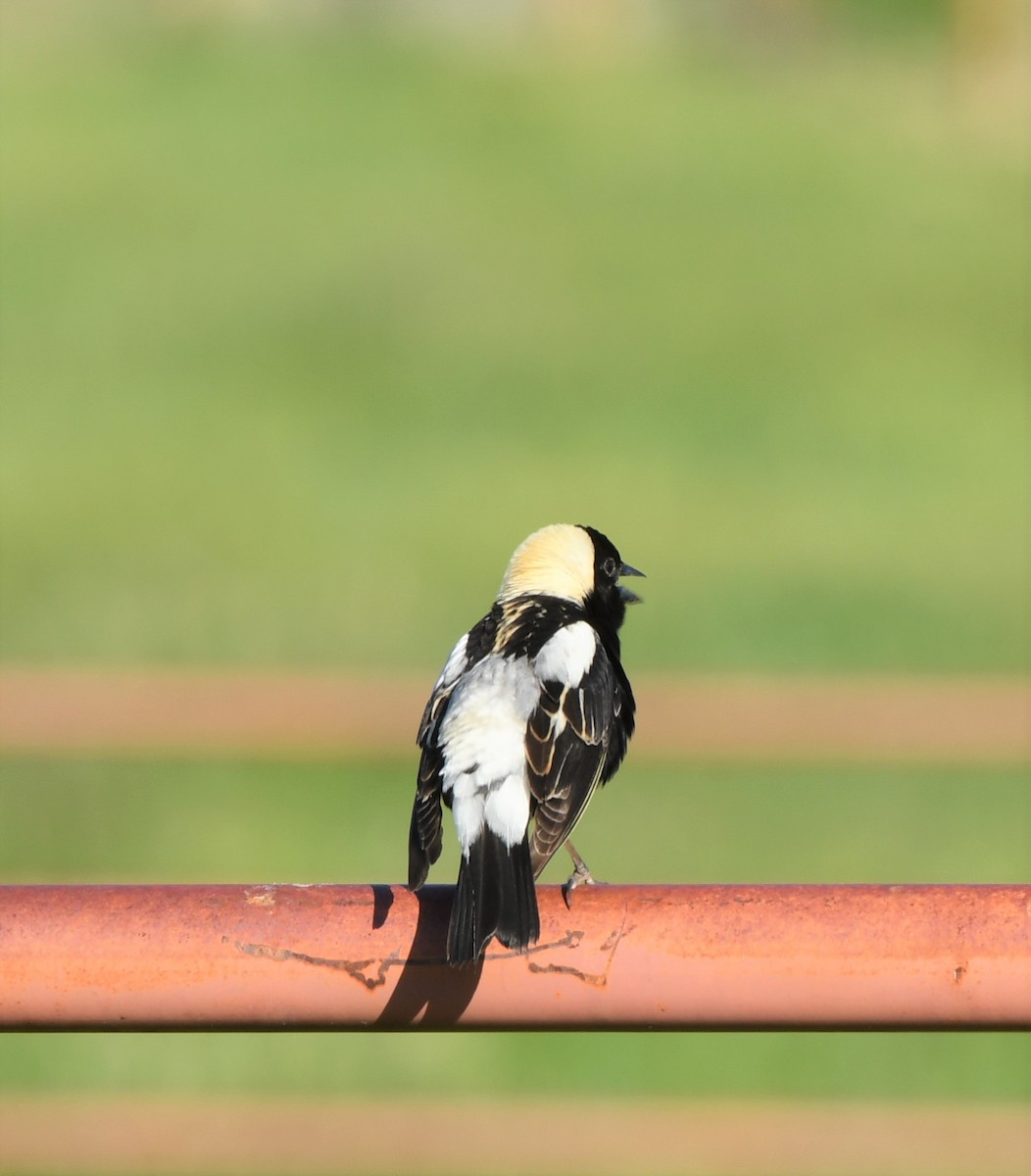 bobolink americký - ML348894311