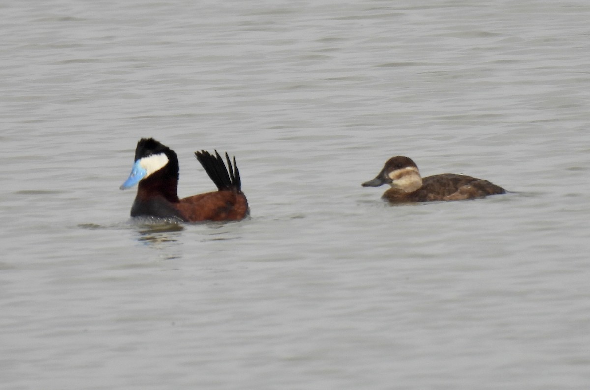 Ruddy Duck - ML348894361