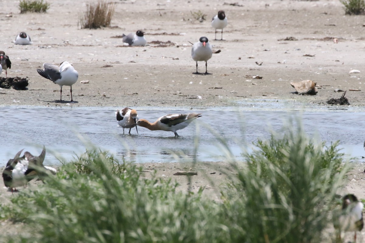 American Avocet - ML348895581