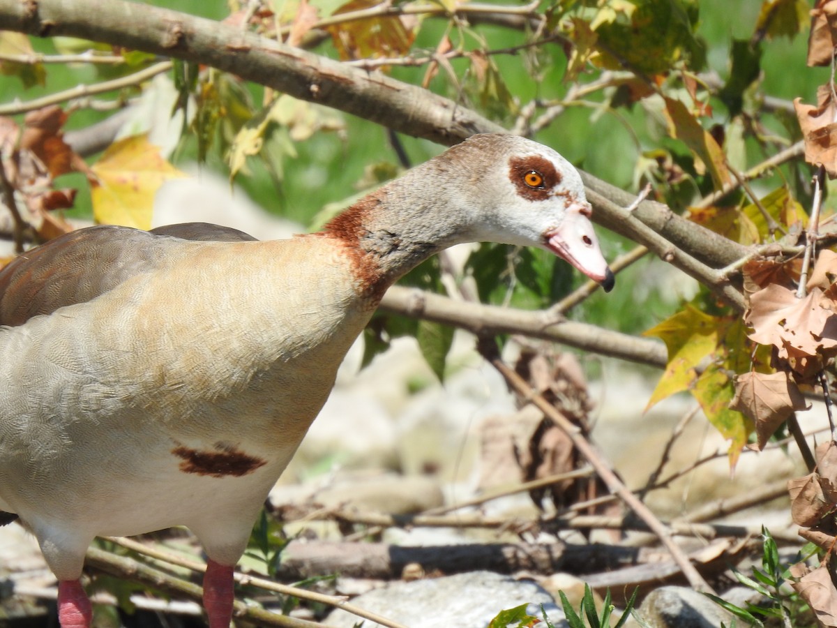 Egyptian Goose - ML348896181