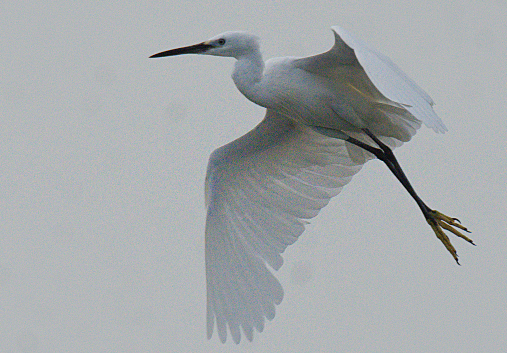 Little Egret - ML348896221