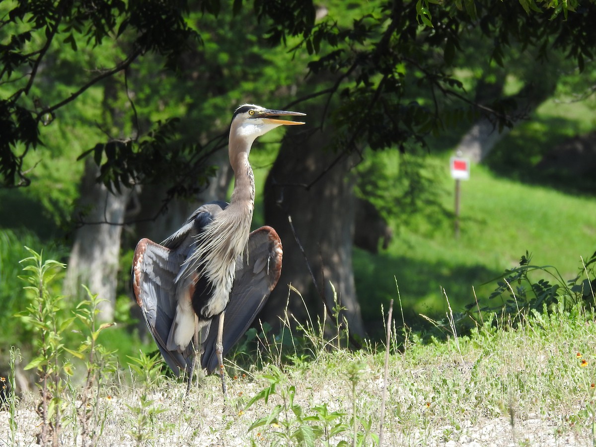 Great Blue Heron - ML348896621