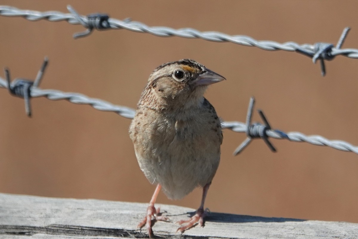 Grasshopper Sparrow - ML348896711