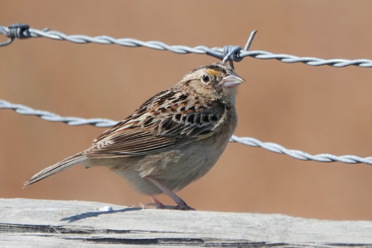 Grasshopper Sparrow - ML348896751