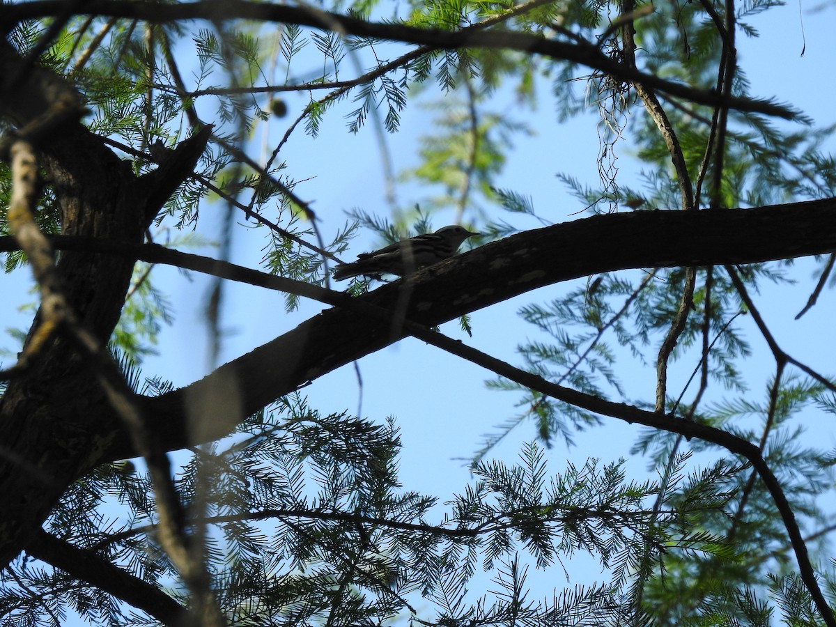 Black-and-white Warbler - ML348897451