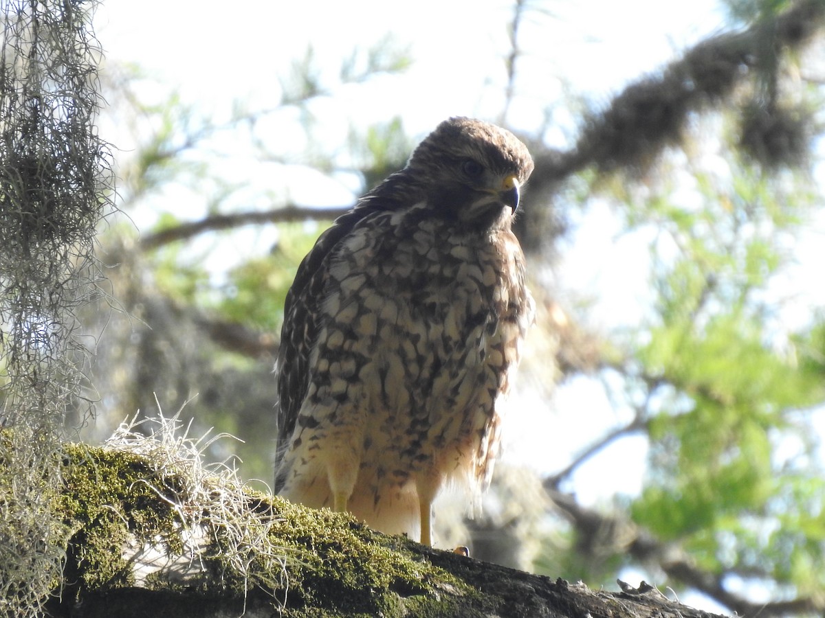 Red-shouldered Hawk - ML348897581