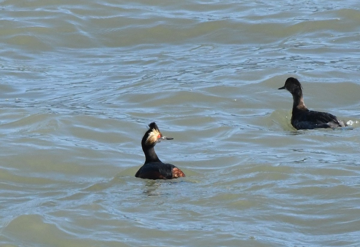 Eared Grebe - ML348898901