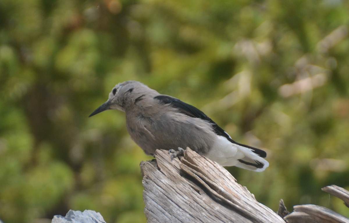 Clark's Nutcracker - ML348899741