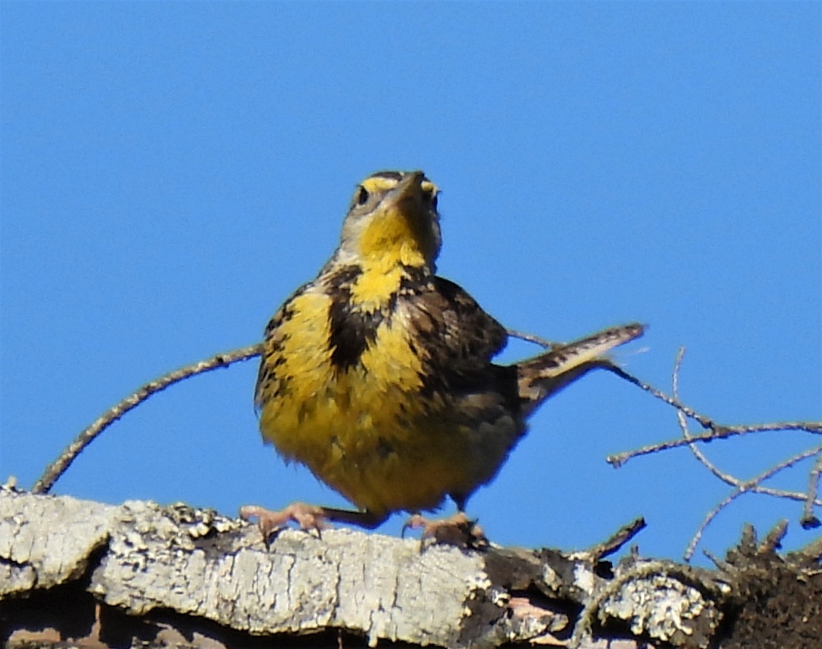 Western Meadowlark - ML348901481