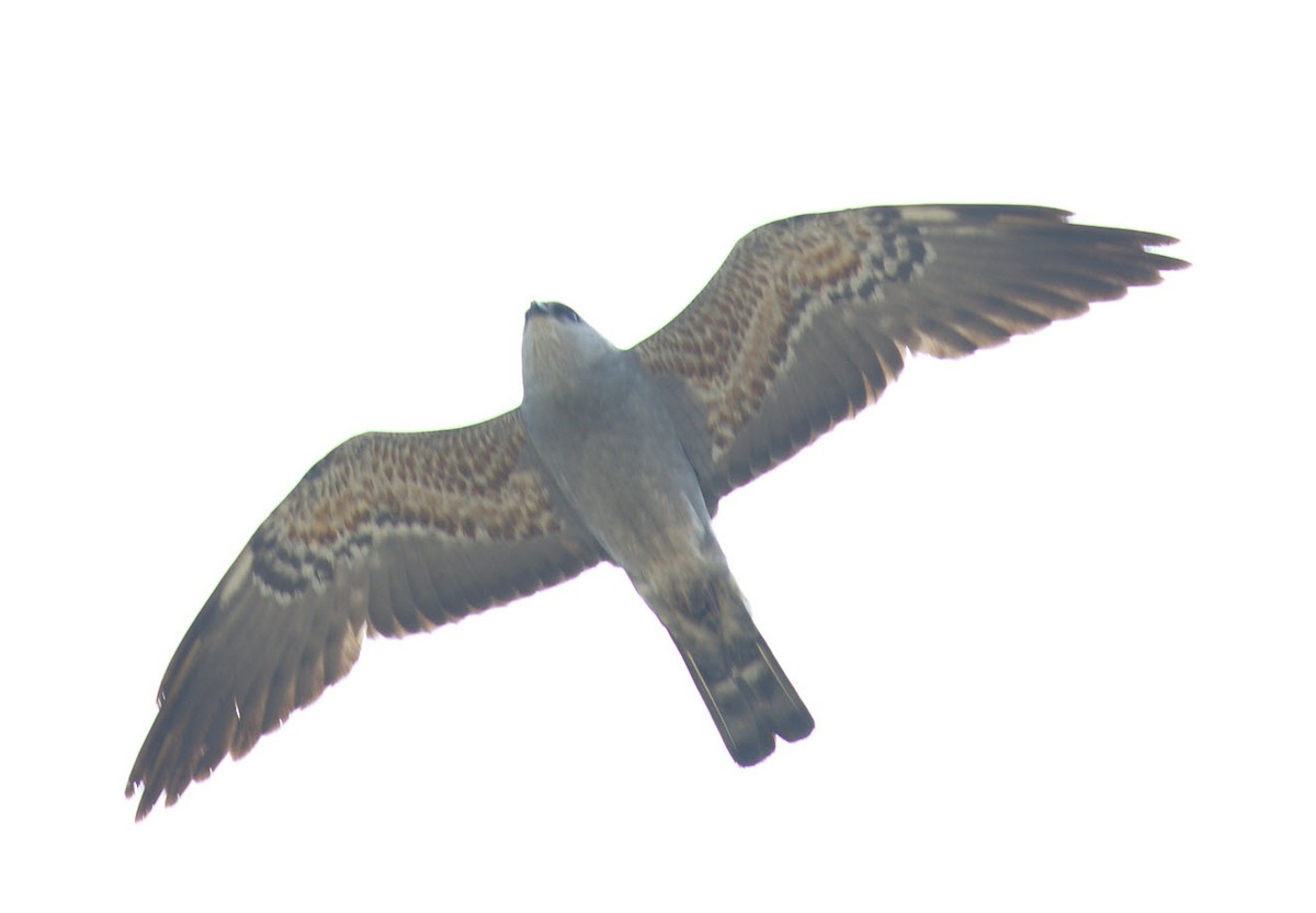 Mississippi Kite - ML348901601