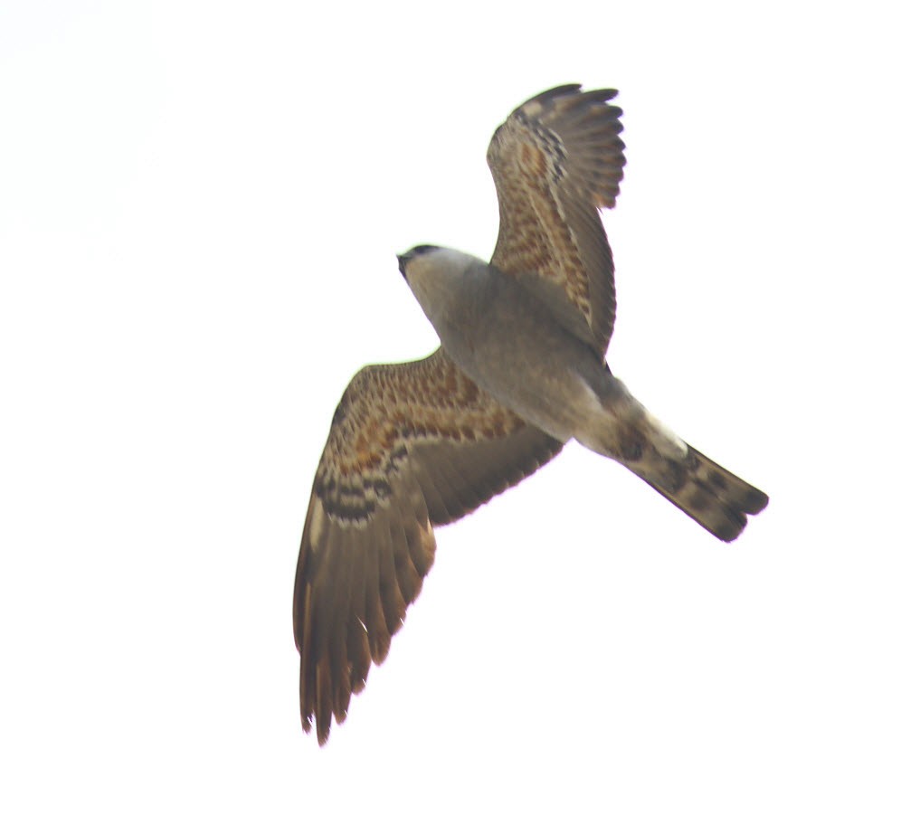 Mississippi Kite - ML348901661