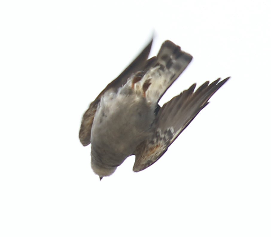 Mississippi Kite - ML348901771