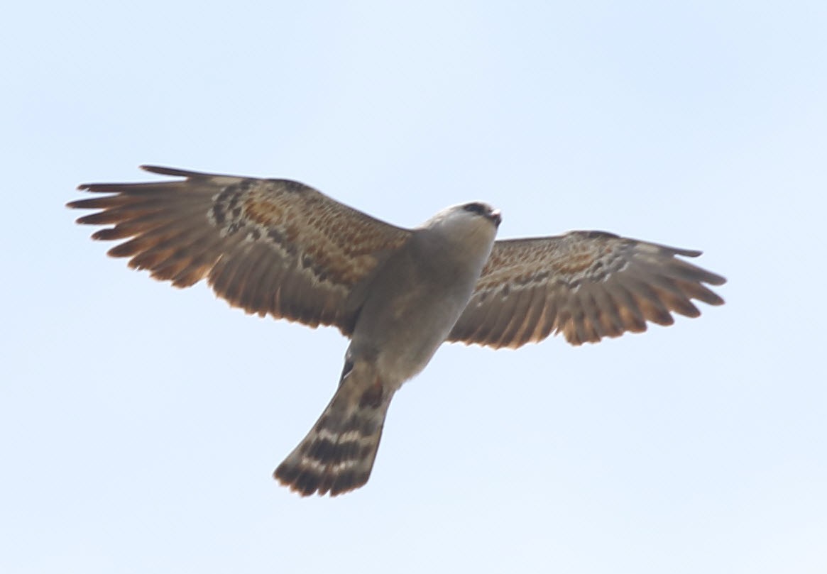 Mississippi Kite - ML348901781