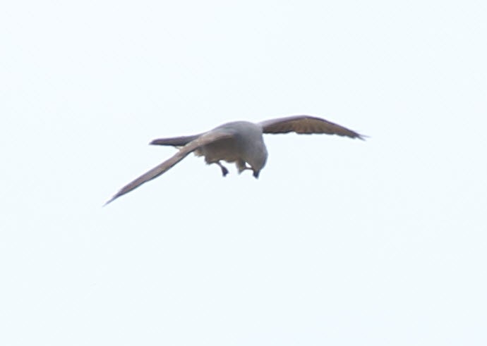 Mississippi Kite - C. Jackson