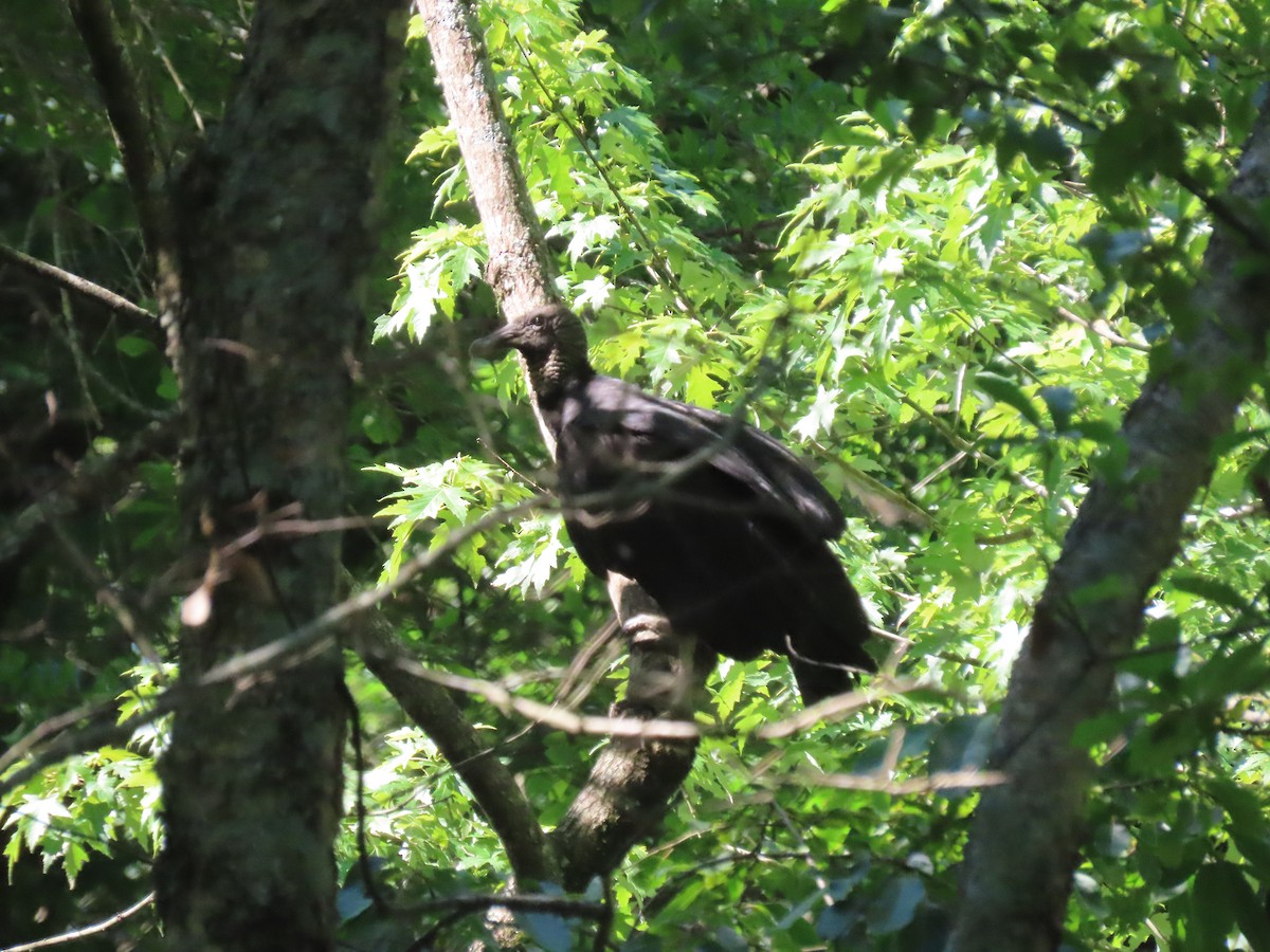 Black Vulture - ML348902991