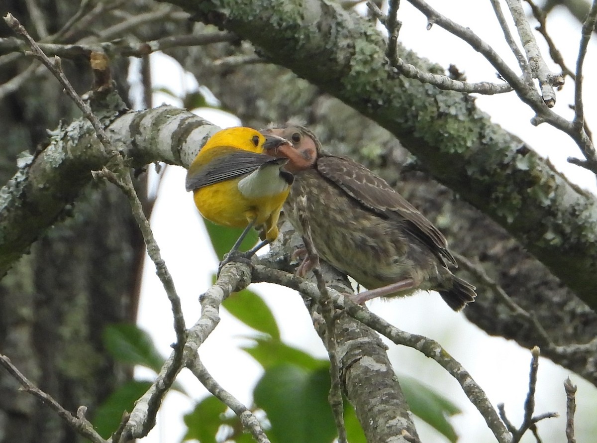 Prothonotary Warbler - ML348903411