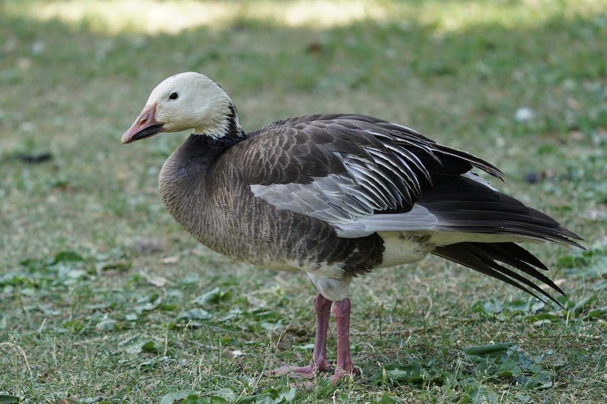 Snow Goose - ML348903541