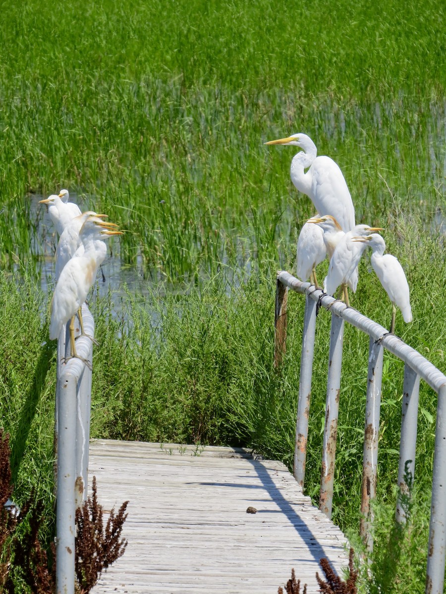 Western Cattle Egret - ML348903861